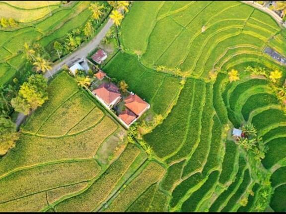 Yoga Homestay Munduk エクステリア 写真